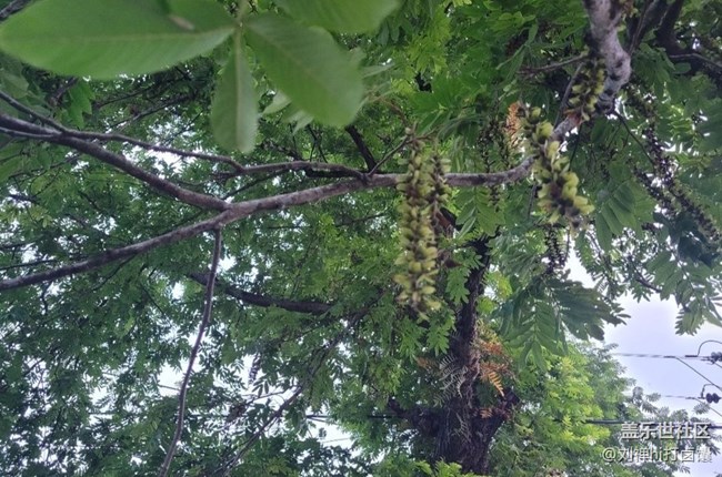 【夏天的綠色】蒼蠅樹