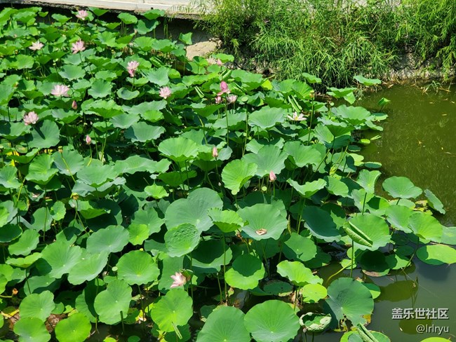 【荷葉田田】夏日賞荷天