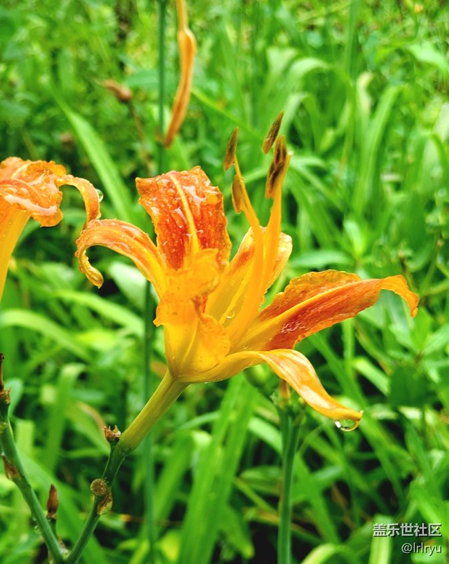 【夏天的綠色】+清涼綠意