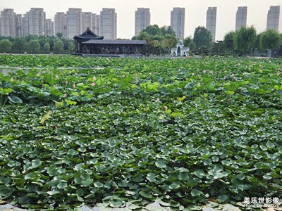 【七月風(fēng)光】+ 公園閑逛