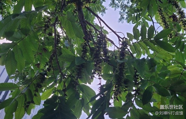 【夏天的綠色】蒼蠅樹