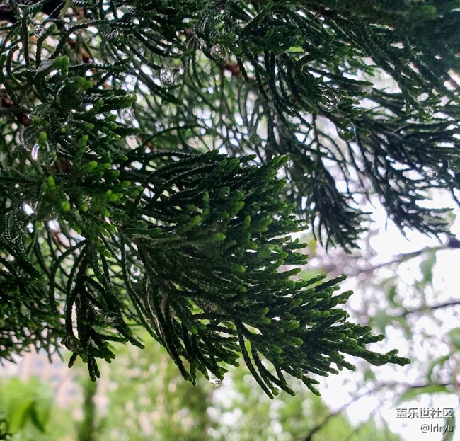 【夏天的綠色】+清涼綠意