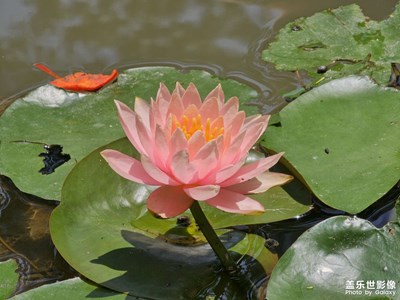 【夏日麗影】盛夏公園