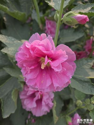 【七月風(fēng)光】夏日花開(kāi)