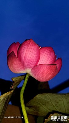 【七月風(fēng)光】夏荷