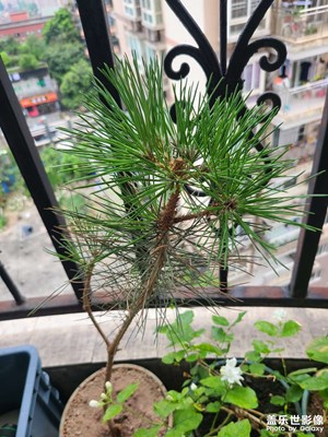 【七月風(fēng)光】綠水花開