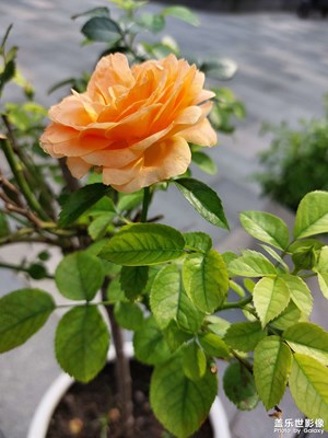 【夏日麗影】一草一木皆世界