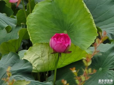 【夏日麗影】夏