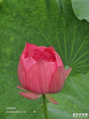 【夏日麗影】夏日荷塘