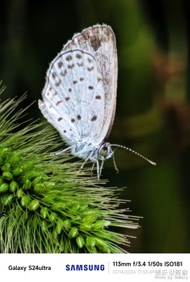 【夏日麗影】S24ultra隨拍