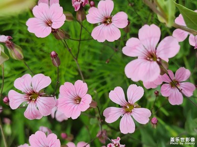 【夏日麗影】麥藍(lán)菜的小清新（四）