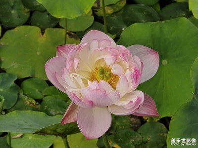 【夏日麗影】+荷