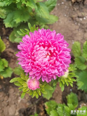 【七月風(fēng)光】美麗的花朵