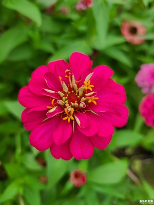 【夏日麗影】小花