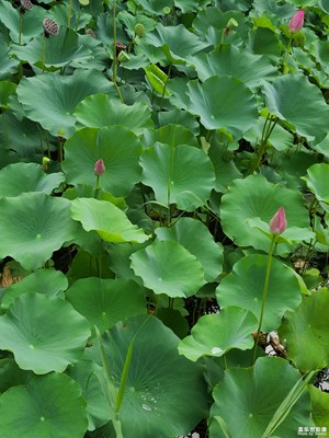【夏日麗影】+荷花