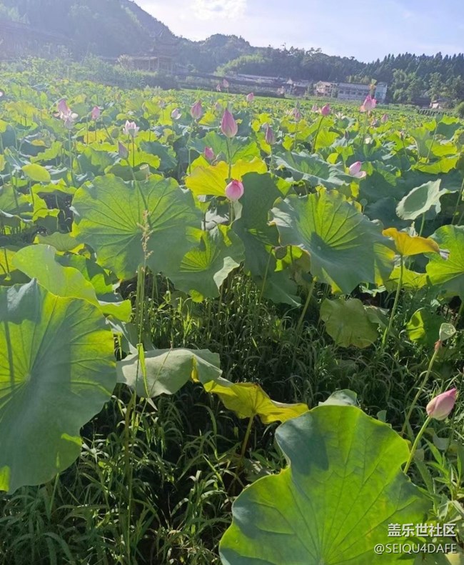 【夏天的綠色】荷花開(kāi)滿(mǎn)