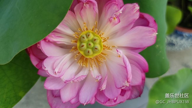 【荷葉田田】夏日賞荷