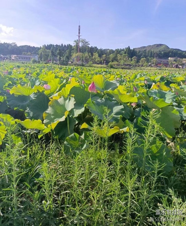 【夏天的綠色】荷花開(kāi)滿(mǎn)