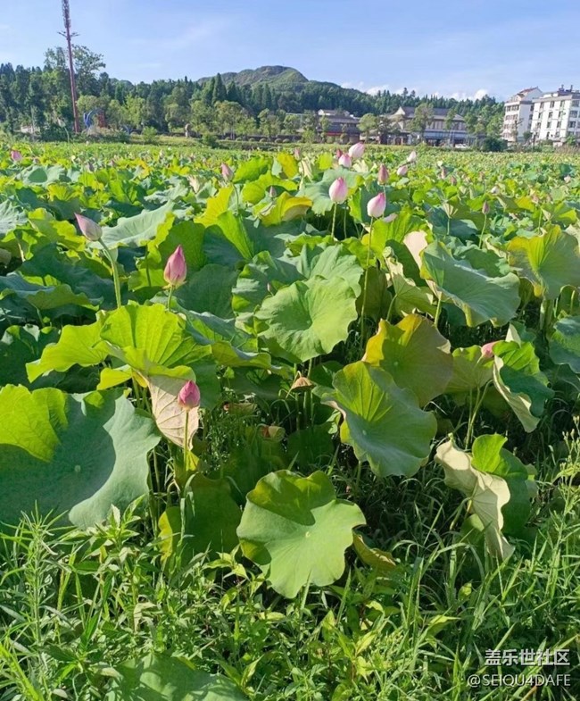 【夏天的綠色】荷花開(kāi)滿(mǎn)