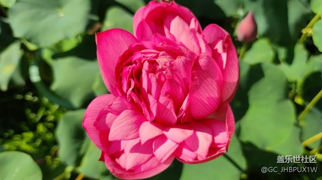 【荷葉田田】夏日賞荷