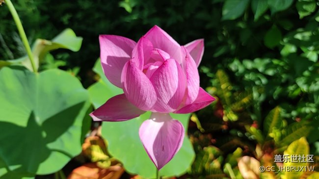 【荷葉田田】夏日賞荷