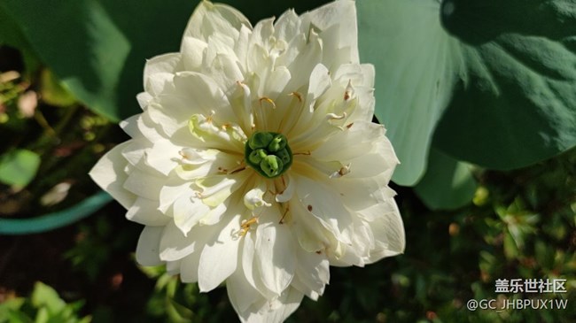 【荷葉田田】夏日賞荷