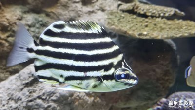 【夏日麗影】+海洋館