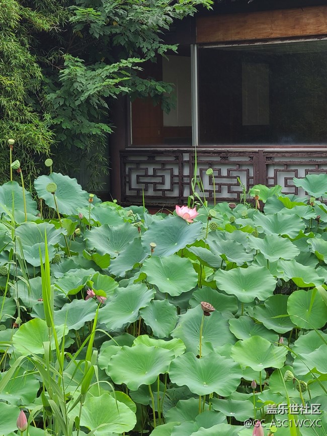 【荷葉田田】賞荷