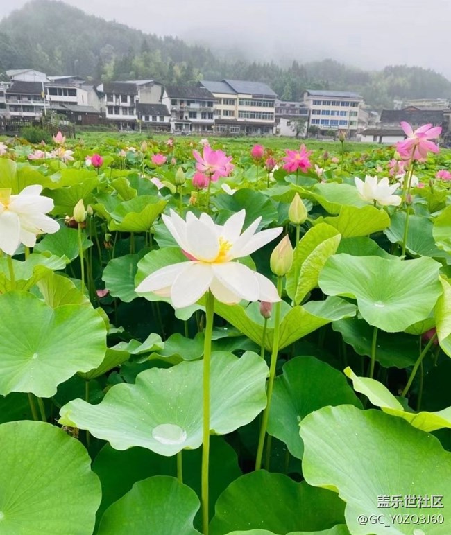 【逐溪尋野】荷花池