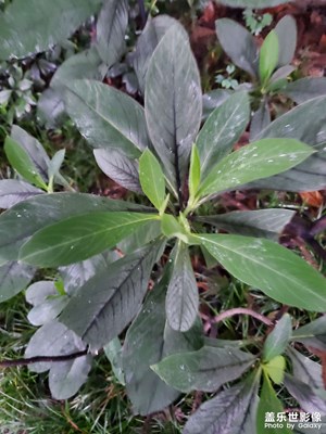 【夏日麗影】綠葉承露