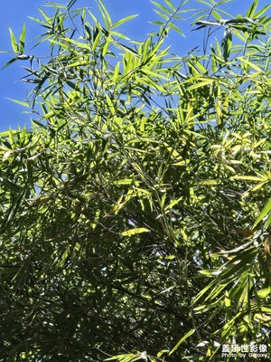 【夏日麗影】+夏日晴空