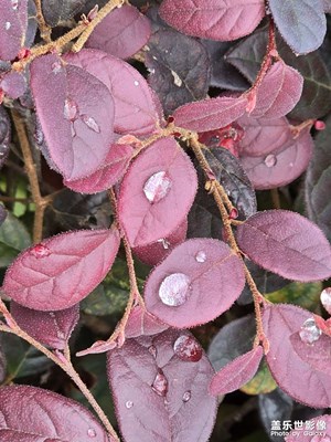 【夏日麗影】+清新一夏