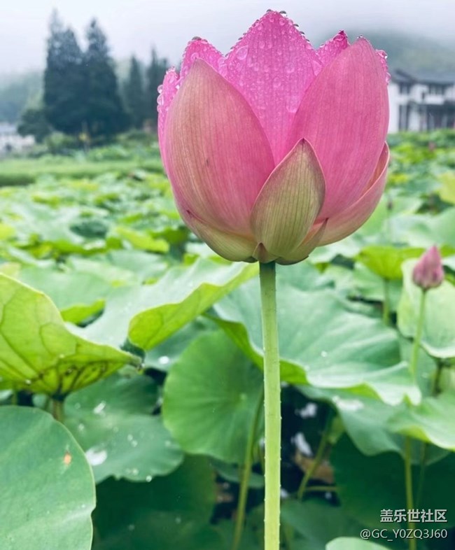 【逐溪尋野】荷花池