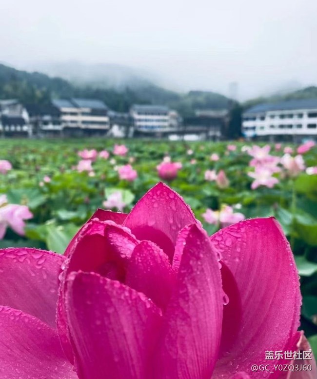 【逐溪尋野】荷花池