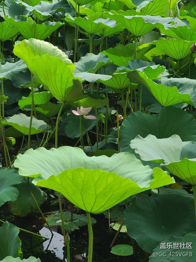 【荷葉田田】夏天荷葉