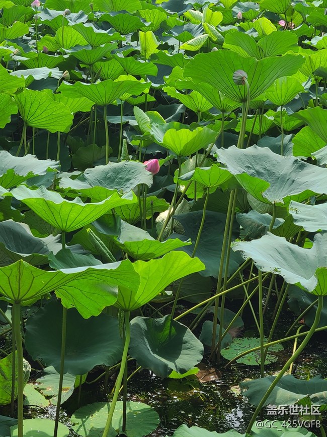 【荷葉田田】夏天荷葉