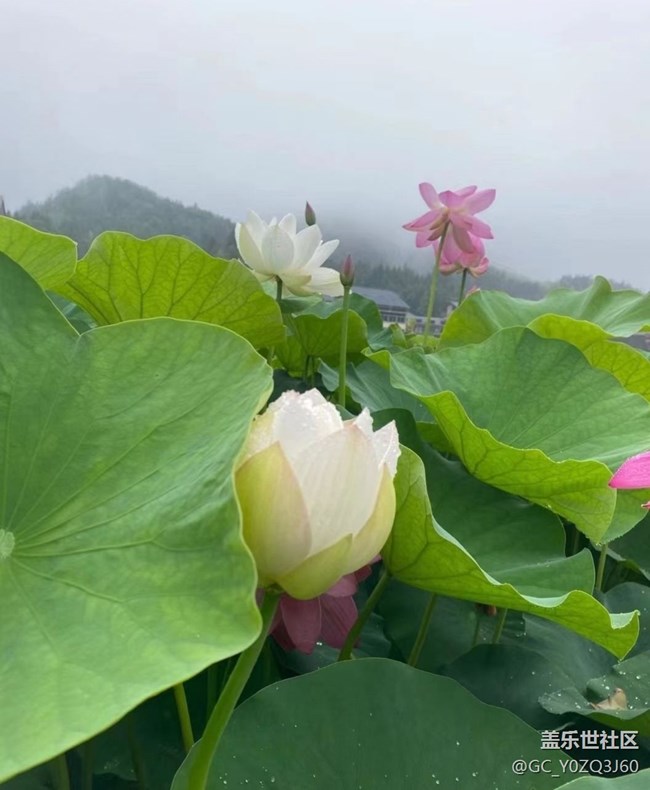 【逐溪尋野】荷花池