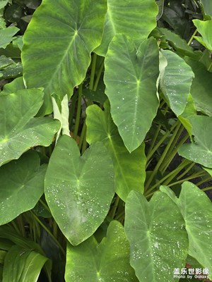 【夏日麗影】+雨后露珠