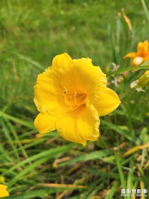 【七月風(fēng)光】公園賞花