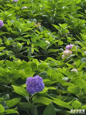 【夏日麗影】+花開盛夏