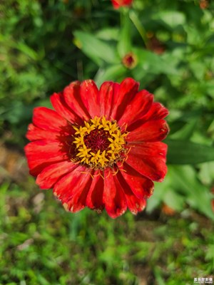 【夏日麗影】花開盛夏