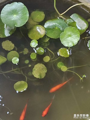 【夏日麗影】游魚(yú)??