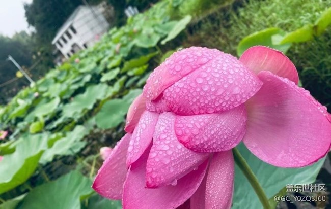 【逐溪尋野】荷花池