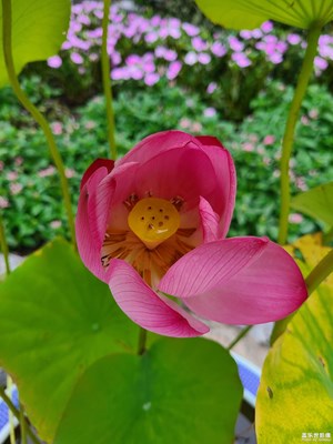 【夏日麗影】+荷花