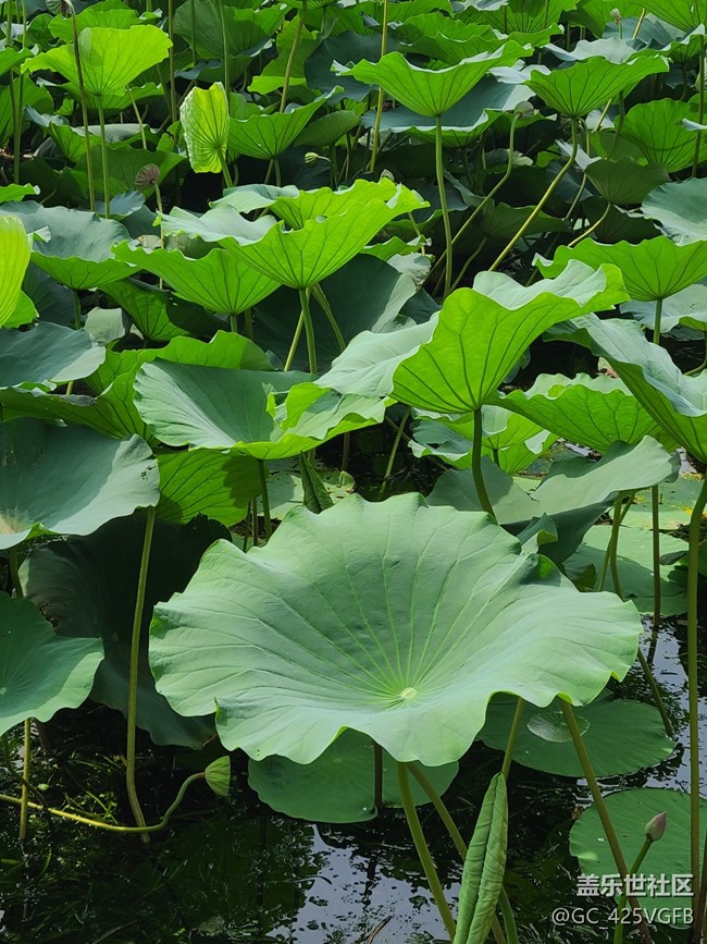 【荷葉田田】夏天荷葉