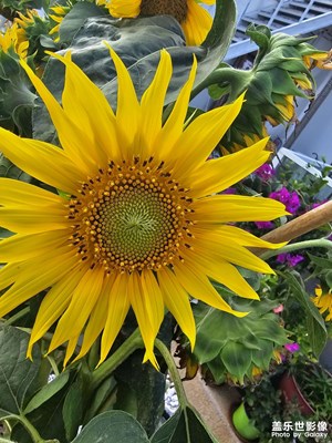 【最美一刻】烏衣巷口夕陽斜