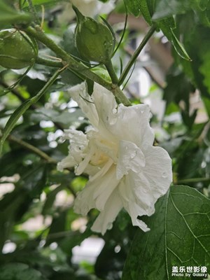 【最美一刻】雨打梔子