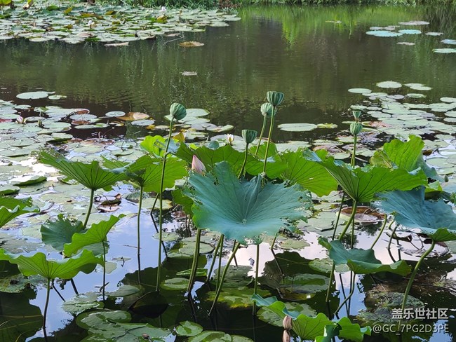 【荷葉田田】賞荷