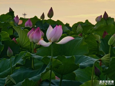 又是一年荷花盛開的季節(jié)