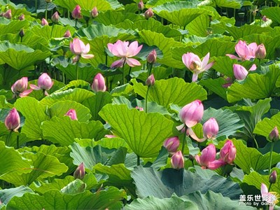 【七月風光】+荷花